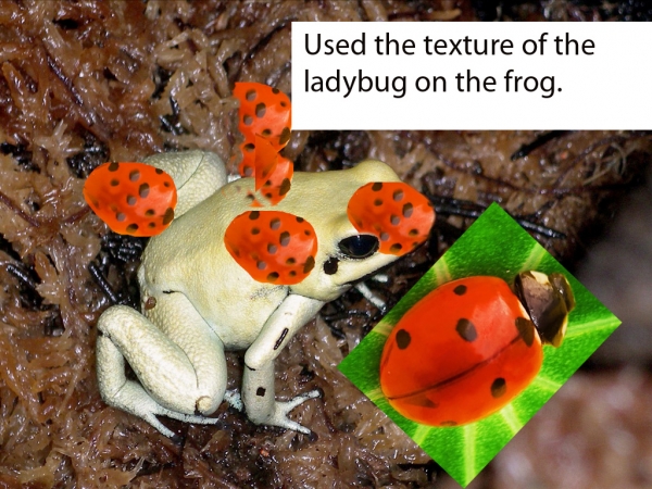 Creation of ladyfrog: Step 2